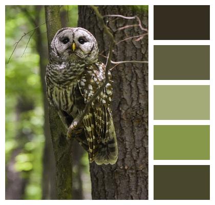Bird Barred Owl Perched In A Tree Image